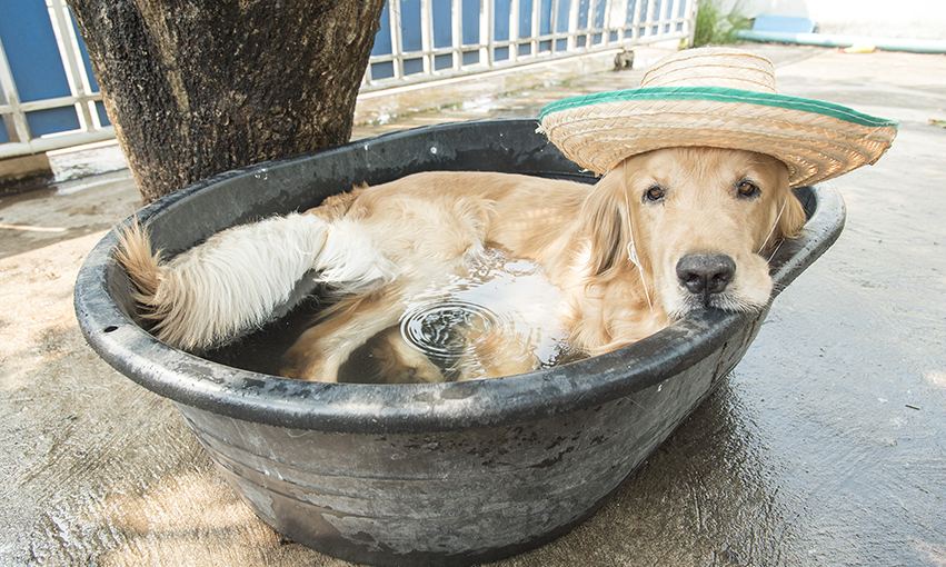 Beating Dog Days of Summer